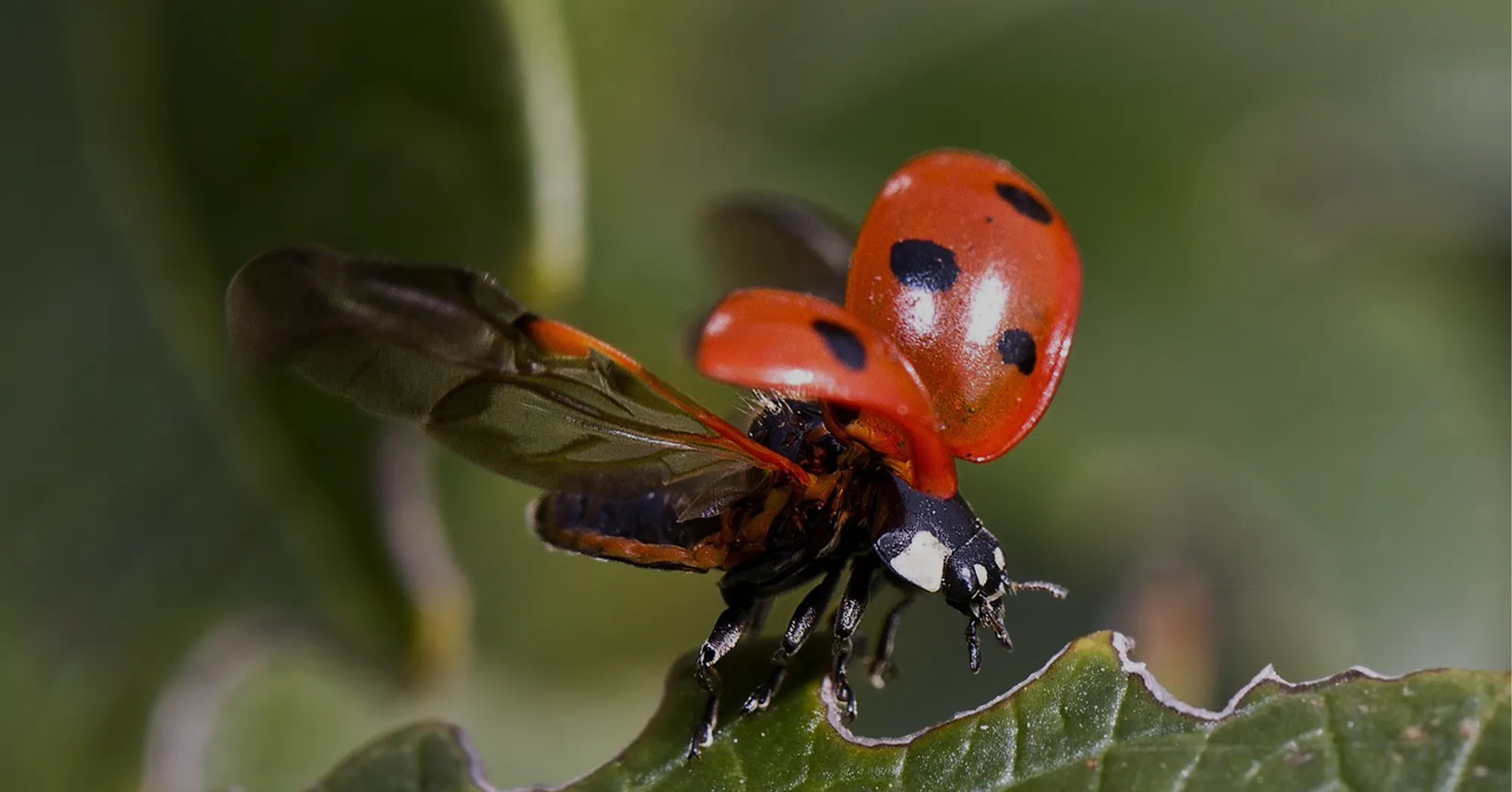 Miten yritys voi vaikuttaa luontokatoon?
